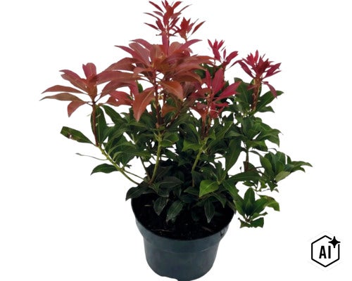 Pieris japonica cu frunze verzi și lăstari roșii într-un ghiveci negru (Image AI modified or generated)