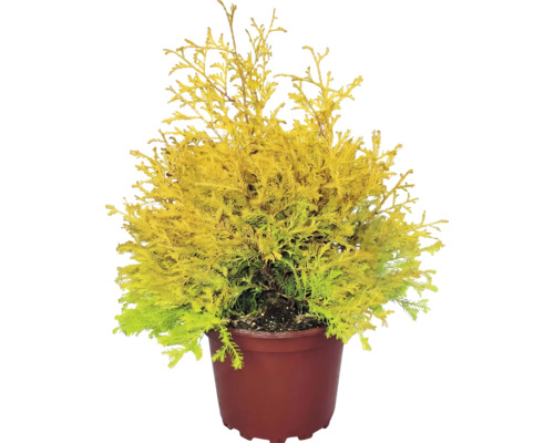 Conifer FloraSelf Thuja occidentalis 'Rheingold' Co 2 L buc