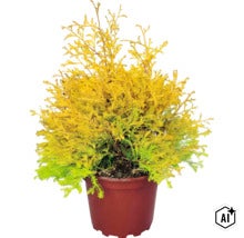 Tuia cu ace galben-verzi într-un ghiveci din plastic maro. (Image AI modified or generated)