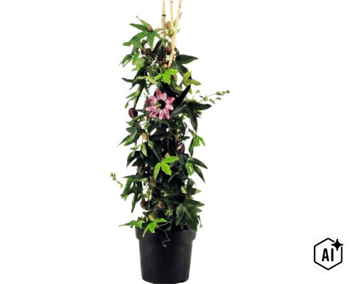 Floarea pasiunii Passiflora în ghiveci negru cu o floare mov și tije de bambus pentru susținere. (Image AI modified or generated)