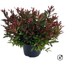 Photinia în ghiveci de plastic negru cu frunziș verde-roșiatic. (Image AI modified or generated)