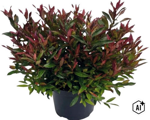 Photinia în ghiveci de plastic negru cu frunziș verde-roșiatic. (Image AI modified or generated)