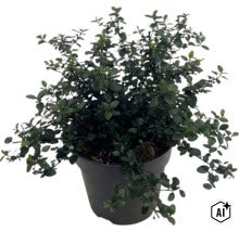 FloraSelf Ceanothus thyrsiflorus var. repens Co 5 L (Image AI modified or generated)