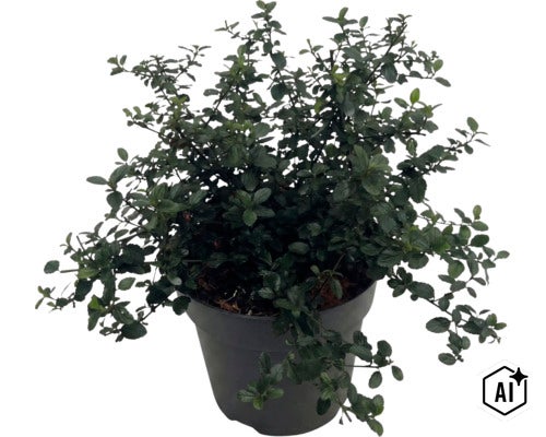 FloraSelf Ceanothus thyrsiflorus var. repens Co 5 L (Image AI modified or generated)
