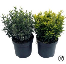 Salbă japoneză FloraSelf Euonymus japonicus 'Microphyllus Aureovariegatus' Co 2 L, diferite soiuri (Image AI modified or generated)