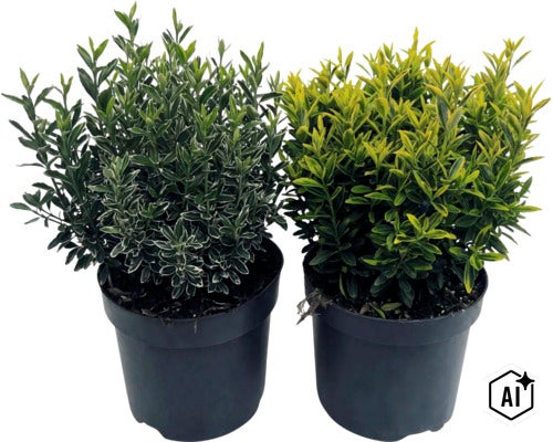 Salbă japoneză FloraSelf Euonymus japonicus 'Microphyllus Aureovariegatus' Co 5 L, diferite soiuri (Image AI modified or generated)