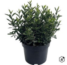Salbă japoneză FloraSelf Euonymus japonicus 'Microphyllus Aureovariegatus' Co 2 L, diferite soiuri (Image AI modified or generated)