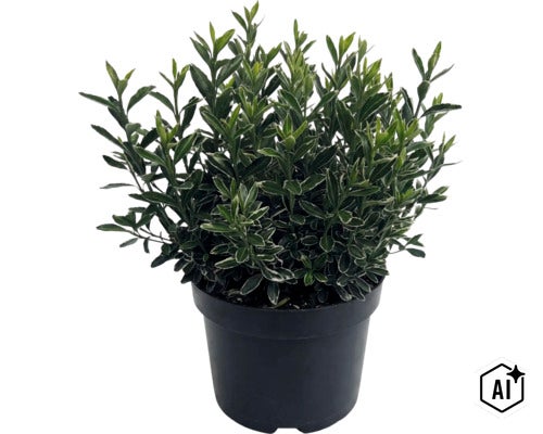 Salbă japoneză FloraSelf Euonymus japonicus 'Microphyllus Aureovariegatus' Co 2 L, diferite soiuri (Image AI modified or generated)