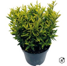 Salbă japoneză FloraSelf Euonymus japonicus 'Microphyllus Aureovariegatus' Co 2 L, diferite soiuri (Image AI modified or generated)