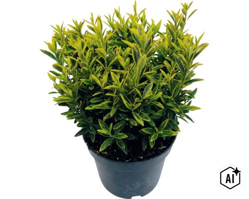 Salbă japoneză FloraSelf Euonymus japonicus 'Microphyllus Aureovariegatus' Co 2 L, diferite soiuri (Image AI modified or generated)