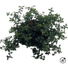 FloraSelf Ceanothus thyrsiflorus var. repens Co 5 L (Image AI modified or generated)