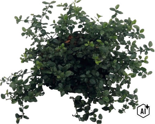 FloraSelf Ceanothus thyrsiflorus var. repens Co 5 L (Image AI modified or generated)