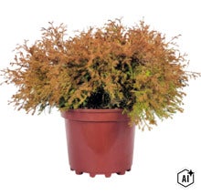FloraSelf Thuja Occidentalis 'Fire Chief' Co 3 L (Image AI modified or generated)