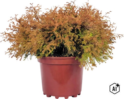 FloraSelf Thuja Occidentalis 'Fire Chief' Co 3 L (Image AI modified or generated)