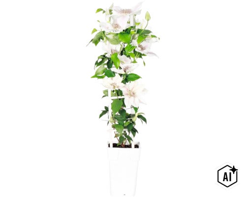 Clematita FloraSelf Clematis Boulevard ' H 45-50 cm ghiveci Ø 15 cm (Image AI modified or generated)