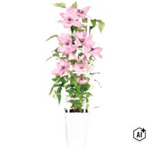 Clematita FloraSelf Clematis Boulevard ' H 45-50 cm ghiveci Ø 15 cm (Image AI modified or generated)