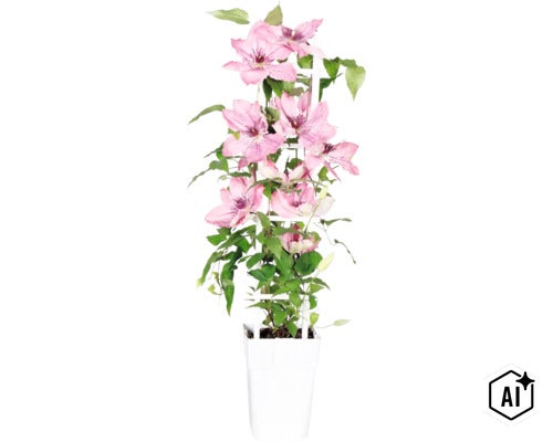 Clematita FloraSelf Clematis Boulevard ' H 45-50 cm ghiveci Ø 15 cm (Image AI modified or generated)