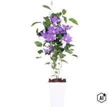 Clematita FloraSelf Clematis Boulevard ' H 45-50 cm ghiveci Ø 15 cm (Image AI modified or generated)