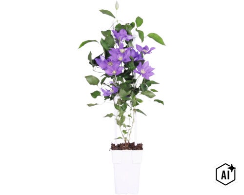 Clematita FloraSelf Clematis Boulevard ' H 45-50 cm ghiveci Ø 15 cm (Image AI modified or generated)