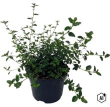 FloraSelf Ceanothus thyrsiflorus var. repens ghiveci Ø 17 cm (Image AI modified or generated)
