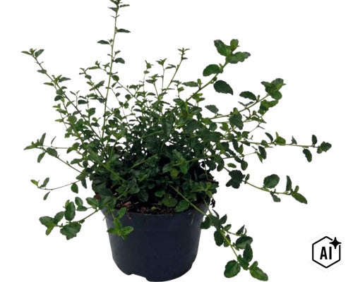FloraSelf Ceanothus thyrsiflorus var. repens ghiveci Ø 17 cm (Image AI modified or generated)