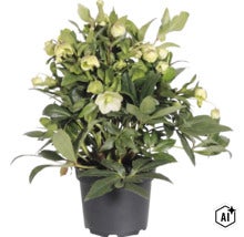 Trandafirul Crăciunului FloraSelf Helleborus 'Winterbell' ghiveci Ø 17 cm (Image AI modified or generated)
