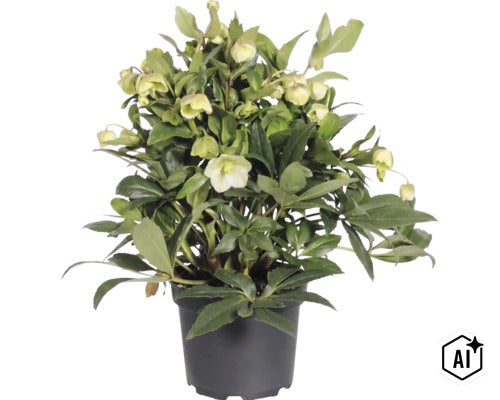 Trandafirul Crăciunului FloraSelf Helleborus 'Winterbell' ghiveci Ø 17 cm (Image AI modified or generated)