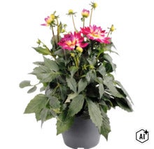 Dalie FloraSelf Dahlia x Hybride ghiveci Ø 23 cm diferite culori (Image AI modified or generated)