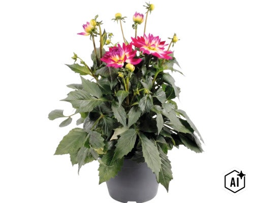 Dalie FloraSelf Dahlia x Hybride ghiveci Ø 23 cm diferite culori (Image AI modified or generated)