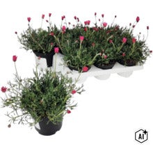 Rhodanthemum cu flori roz în ghiveci, în fundal o tavă de transport cu alte cinci plante. (Image AI modified or generated)