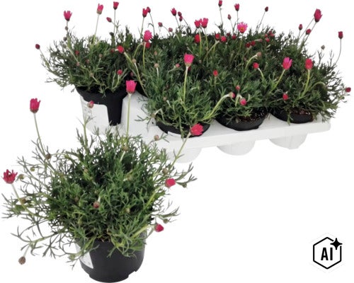 Rhodanthemum cu flori roz în ghiveci, în fundal o tavă de transport cu alte cinci plante. (Image AI modified or generated)