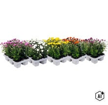 Mix de crizanteme în diferite culori, plantate în tăvi de plastic albe. (Image AI modified or generated)