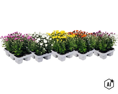 Mix de crizanteme în diferite culori, plantate în tăvi de plastic albe. (Image AI modified or generated)