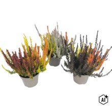 Trei ghivece de iarbă neagră Calluna vulgaris Sunset Trio, plante colorate de toamnă pentru balcon și grădină. (Image AI modified or generated)