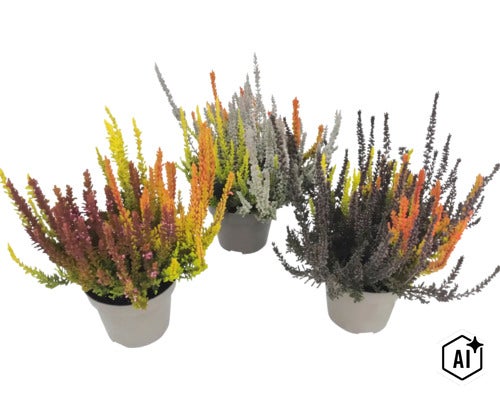 Trei ghivece de iarbă neagră Calluna vulgaris Sunset Trio, plante colorate de toamnă pentru balcon și grădină. (Image AI modified or generated)