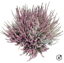 Iarbă neagră multicolore Calluna vulgaris, plantă decorativă pentru grădină și balcon. (Image AI modified or generated)