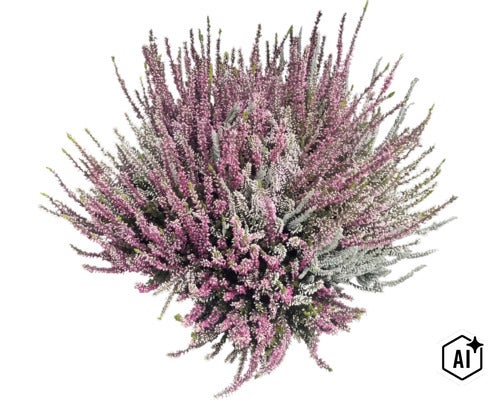 Iarbă neagră multicolore Calluna vulgaris, plantă decorativă pentru grădină și balcon. (Image AI modified or generated)