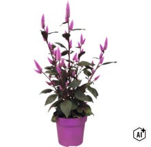 Plantă Celosia cu spice de flori violete și frunze închise la culoare într-un ghiveci violet. (Image AI modified or generated)