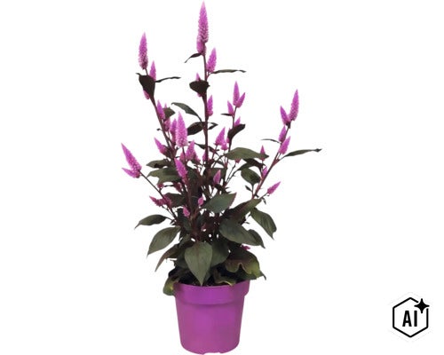 Plantă Celosia cu spice de flori violete și frunze închise la culoare într-un ghiveci violet. (Image AI modified or generated)