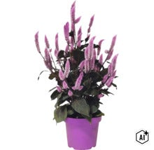 Plantă Celosia cu spice de flori violet, pufoase și frunze închise la culoare într-un ghiveci de plastic violet. (Image AI modified or generated)