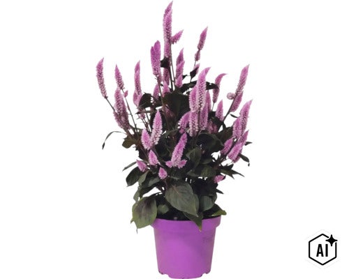 Plantă Celosia cu spice de flori violet, pufoase și frunze închise la culoare într-un ghiveci de plastic violet. (Image AI modified or generated)