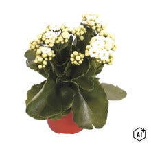 Kalanchoe cu flori albe și frunze verzi în ghiveci (Image AI modified or generated)
