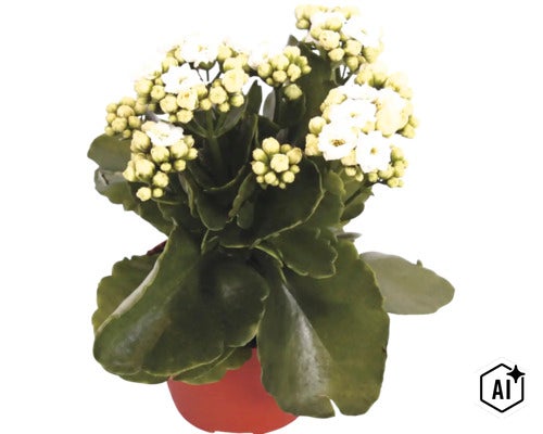 Kalanchoe cu flori albe și frunze verzi în ghiveci (Image AI modified or generated)