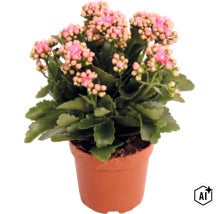 Kalanchoe în ghiveci de cultură cu numeroși boboci și flori. (Image AI modified or generated)