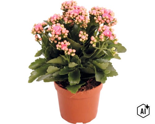 Kalanchoe în ghiveci de cultură cu numeroși boboci și flori. (Image AI modified or generated)