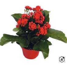 Plantă Kalanchoe cu flori roșii într-un ghiveci roșu. (Image AI modified or generated)