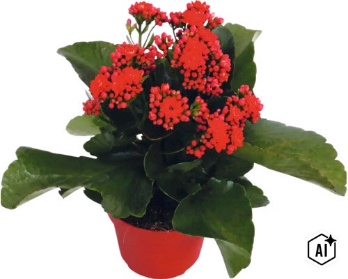 Plantă Kalanchoe cu flori roșii într-un ghiveci roșu. (Image AI modified or generated)