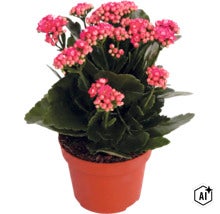 Kalanchoe cu flori roz în ghiveci maro. (Image AI modified or generated)