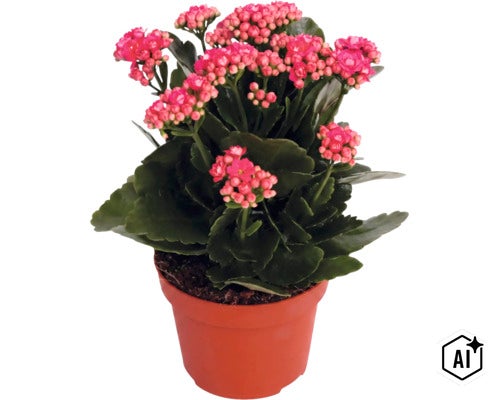 Kalanchoe cu flori roz în ghiveci maro. (Image AI modified or generated)