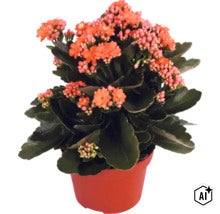 Plantă de interior Kalanchoe înflorită în ghiveci de plastic, cu frunze verzi groase și flori portocalii. (Image AI modified or generated)